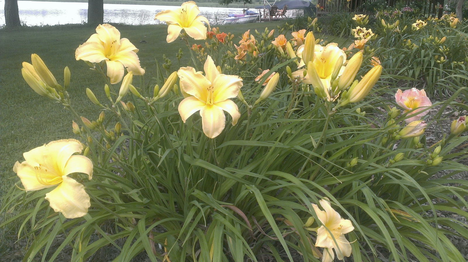 Daylilies
